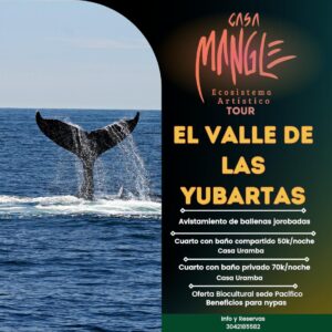 Avistameinto de Ballenas en el pacifico